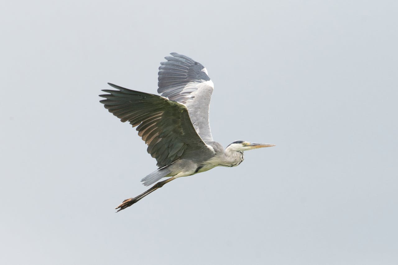 Grey heron in flight showcasing elegance and grace in Poprad, Slovakia.